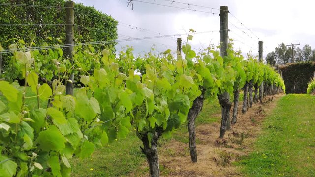 Medium shot of green grapevines growing on plantation on summer day