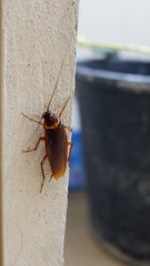 cockroaches on the floor