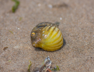 Mui Ne, Vietnam - a small fishermen village, Mui Ne is a hidden gem of the South Coast, and its beaches are fulfilled with fishes and sealife
