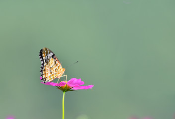 Obraz premium 秋桜に留まる蝶