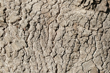 braune Baumrinde