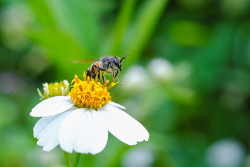 Closeup bee that is sticking to the pollen
