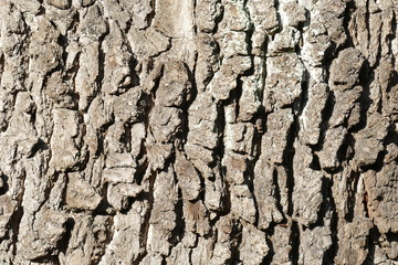 braune Baumrinde
