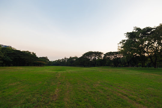 Sunset in city public park with tree © themorningglory