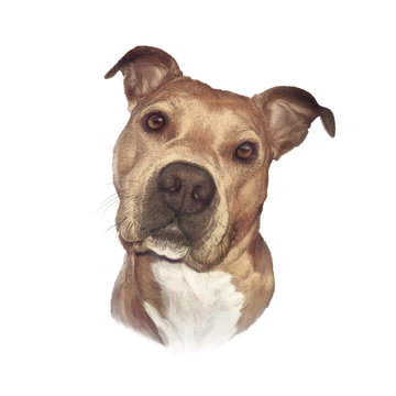 Portrait of American pit bull terrier dog isolated on white background. Animal Art collection: Dogs. Hand Painted Illustration of Pets. Design template. Good for banner, print T-shirt, card, pillow