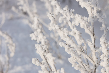 Dry plants covered with hoarfrost.