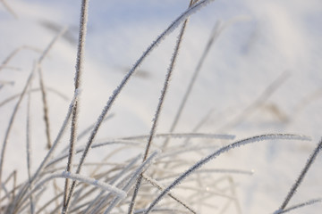 Reed plants covered with hoarfrost.