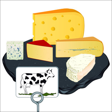 Illustration vectoriel de fromages au lait de vache : Camembert, Gruyère, Bleu d’Auvergne, Morbier et Gouda, posés sur un plateau en ardoise et avec un dessin de vache sur une étiquette.