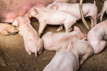 Dirty young piglet waiting food in breeding farm