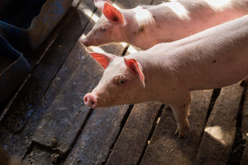 Dirty young piglet waiting food in breeding farm