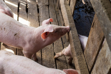 Dirty young piglet waiting food in breeding farm