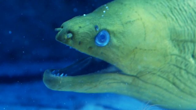 Green moray eel also known as gymnothorax funebris passes water through the gills. Close up