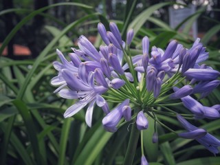 blue flowers in the garden