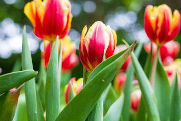 Colorful tulip winter flower in botanic garden