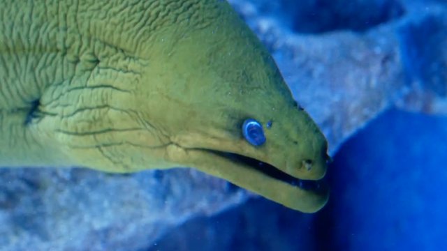 Green moray eel also known as gymnothorax funebris with blue eyes
