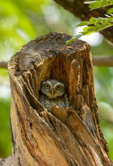 Spotted owlet in the wood hollow