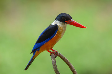 Black-capped Kingfisher (Halcyon pileata) with green nature background.