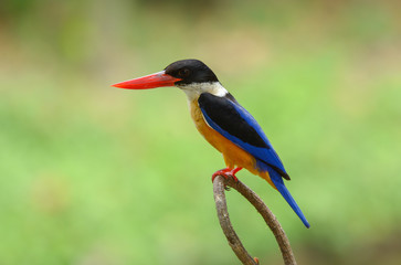 Black-capped Kingfisher (Halcyon pileata) with green nature background.