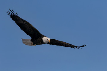 bald eagle in flight
