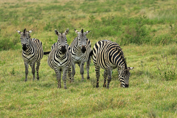 Fototapeta na wymiar Zebras, Ngorongoro Conservation Area, Tanzania 