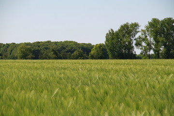 feld, mohn, himmel, landschaft, natur, weizen, sommer, gras, blume, rot, green, blau, wiese, ackerbau, abendrot, bäuerlich, bauernhof, pflanze, cloud, frühling, ernte, land, baum