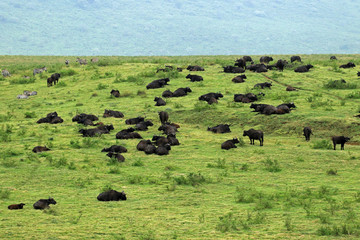 African buffaloes, Ngorongoro Conservation Area, Tanzania 