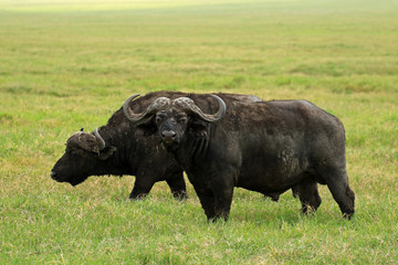 Obraz premium African buffaloes, Ngorongoro Conservation Area, Tanzania 