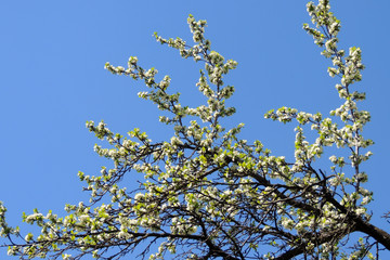 early spring trees and flowers bloom