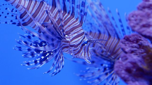 Two indian lionfishes also known as devil firefish near the corals. Close up