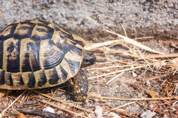 Turtle, Greek tortoise or Testudo graeca in an urban environment, animal close-up