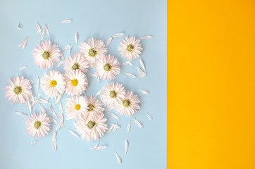 Many daisies with petals on a orange-blue background.