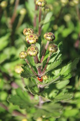 blume, pflanze, natur, green, sommer, garden, frühling, blatt, makro, bud, gras, flora, wiese, pink, obst, blühen, rot, lila, aufblühen, insecta, ast, busch
