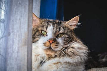maine coon, in the foreground, adult, by the window