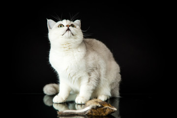 beautiful young cat breed Scottish chinchilla straight