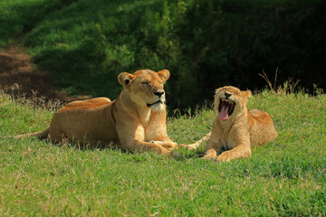 Lioness and her cubs, Ngorongoro Conservation Area, Tanzania