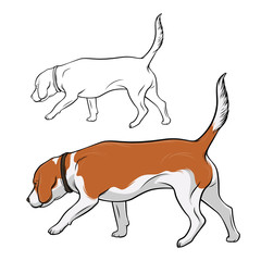 The dog is sniffing. The dog is Beagle breed is hear smell. Vector illustration.