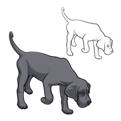 The dog is sniffing. The dog is breed Cane Corso is hear smell. Vector illustration.