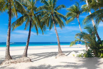 tropical sand beach with palm trees, summer vacation