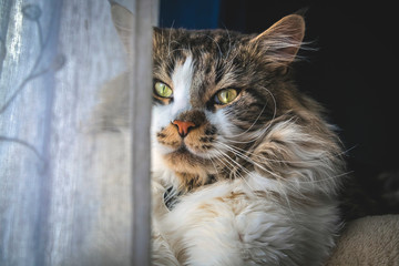 maine coon, in the foreground, adult, by the window