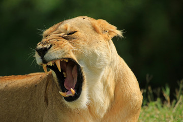 Lioness, Ngorongoro Conservation Area, Tanzania