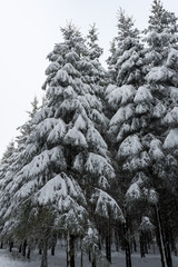 snow tree