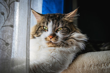 Fototapeta na wymiar maine coon, in the foreground, adult, by the window