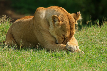 Lioness, Ngorongoro Conservation Area, Tanzania