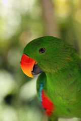 Naklejka premium The eclectus parrot (Eclectus roratus), portait of the green male eclectus with color background.