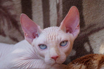 white sphynx kitten