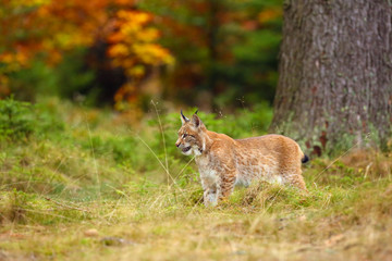 Naklejka na ściany i meble The Eurasian lynx (Lynx lynx) a young lynx in green plants, autumn forest background.