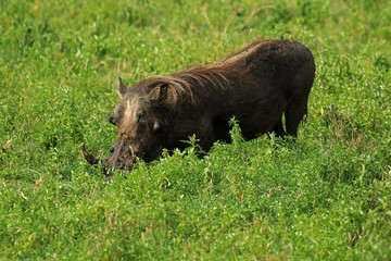 Warthog, Ngorongoro Conservation Area, Tanzania 
