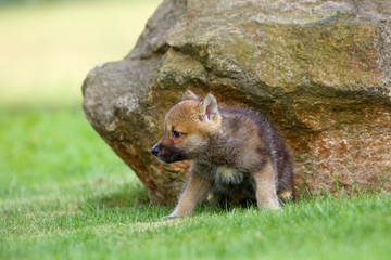 Le loup gris (Canis lupus) également connu sous le nom de loup des bois, loup occidental ou simplement loup. Jeune chiot loup dans l& 39 herbe verte.Un chiot s& 39 asseoir près des rochers