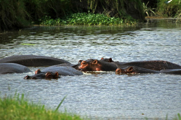 Fototapeta premium Hippopotamus, Ngorongoro Conservation Area, Tanzania 