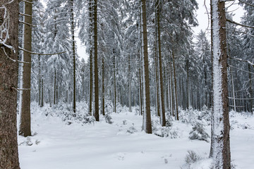 snow forest